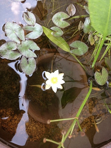 ミニスイレンの花 ミニスイレンの花
